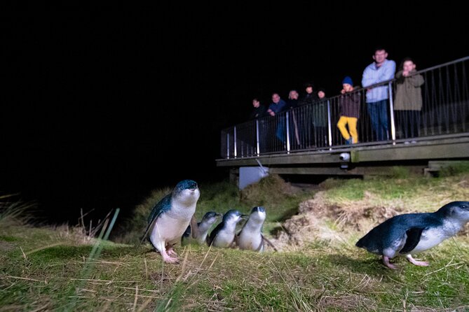 Otago Peninsula In-Depth Tour & Blue Penguins Pukekura Experience - Dunedin to the peninsula: a useful introduction