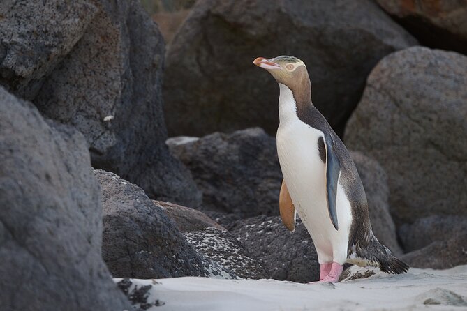 Otago Peninsula In-Depth Tour & Blue Penguins Pukekura Experience - Taiaroa Head and Pukekura