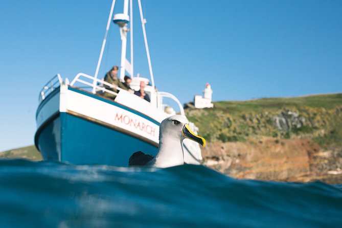 Otago Peninsula In-Depth Tour & Blue Penguins Pukekura Experience - The shared Pukekura penguin experience