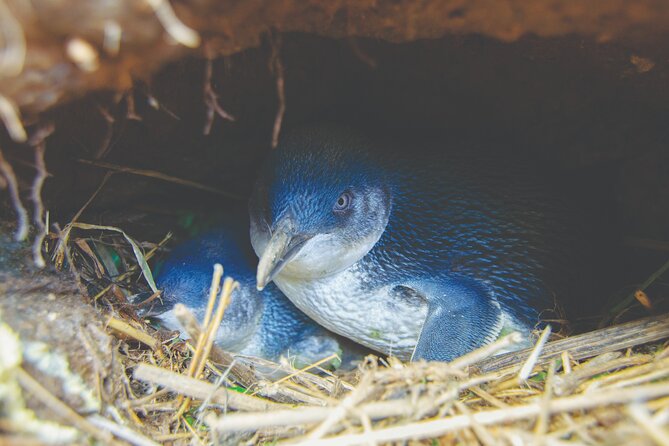 Otago Peninsula In-Depth Tour & Blue Penguins Pukekura Experience - Who will enjoy this tour most