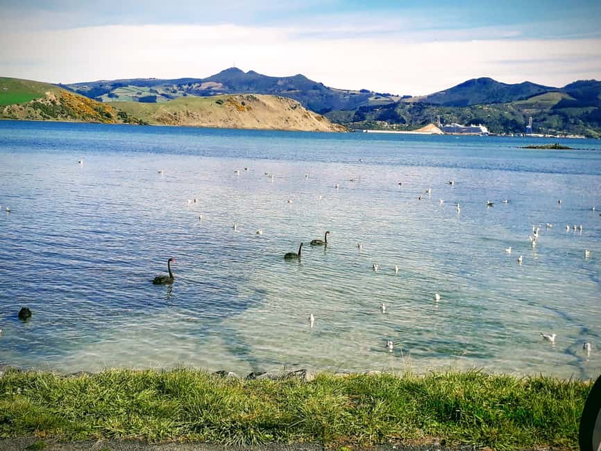 Otago Peninsula Scenery & Little Blue Penguin tour - Key points to know before booking