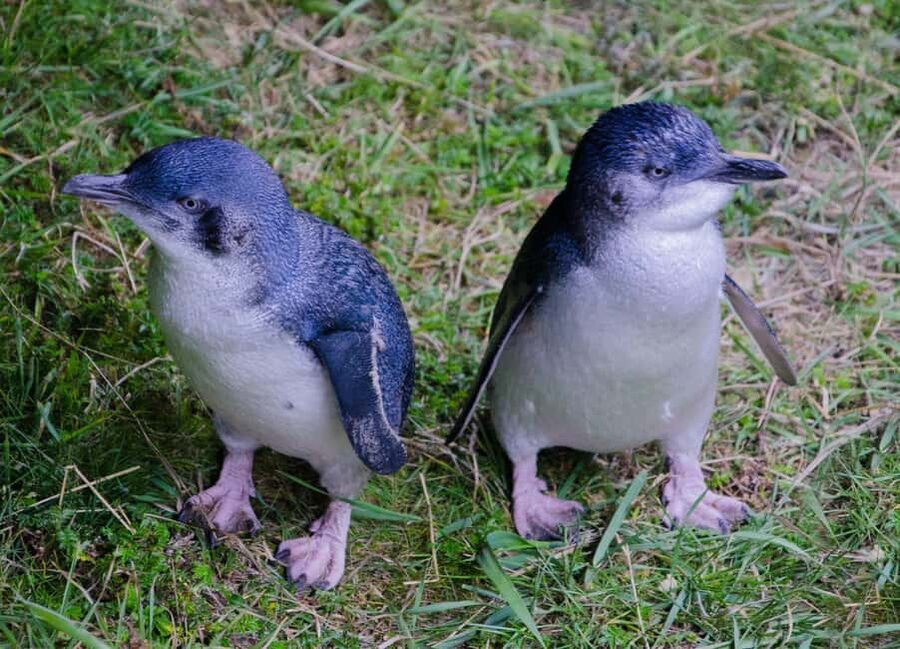 Otago Peninsula Scenery & Little Blue Penguin tour - Why the penguin return is the evening’s main event