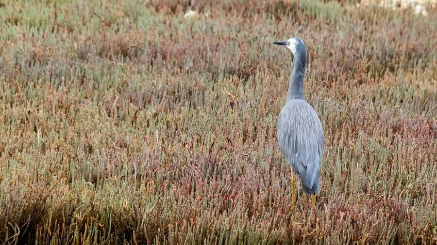 Otago Peninsula Scenery & Little Blue Penguin tour - What the guide adds to the drive