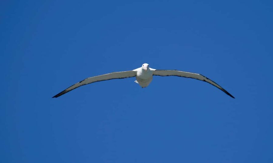 Otago Peninsula Scenery & Little Blue Penguin tour - Why warm clothing is more than a suggestion