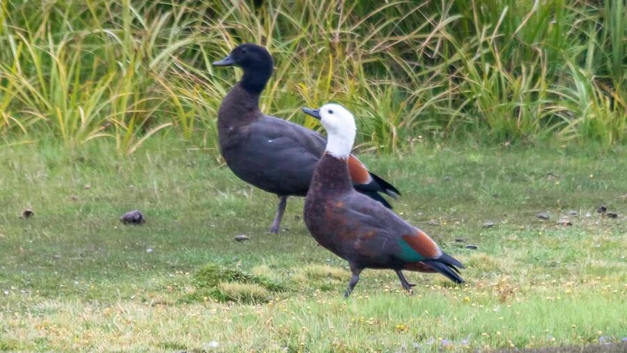 Otago Peninsula Scenery & Little Blue Penguin tour - Is $146 a fair price?