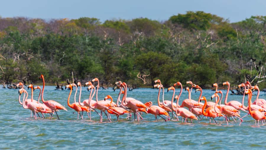 Palomino: Sanctuary of Flamingos Day Tour - Key points at a glance
