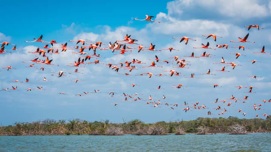 Palomino: Sanctuary of Flamingos Day Tour - Reaching the Sanctuary from Palomino