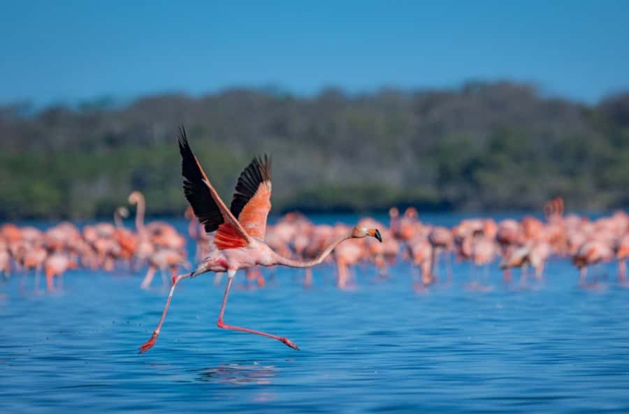 Palomino: Sanctuary of Flamingos Day Tour - Sailing across the shrimp-feeding lagoon