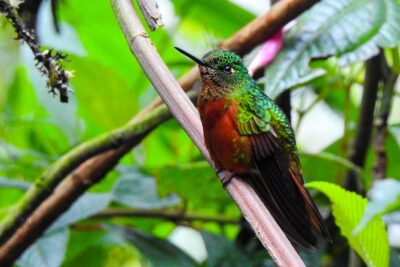Papallacta Hot Springs & Guango Birding Reserve Private Tour