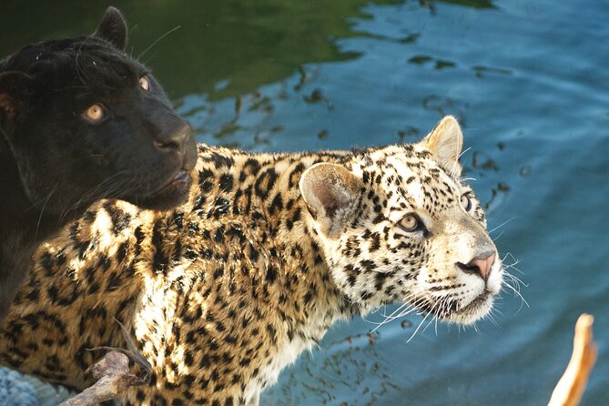 Parrot World Immersive Wildlife Park Entry Ticket next to Paris - Key points at a glance