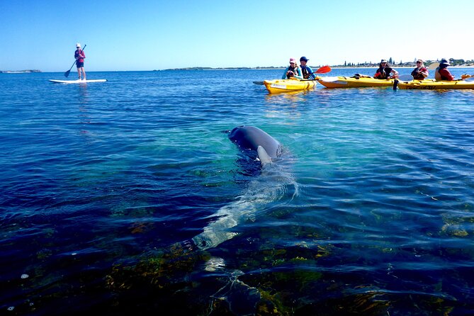 Penguin and Seal Islands Sea Kayaking Experience - Penguin Island’s birds, beaches, and guided walk