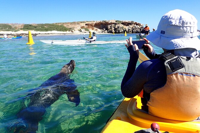 Penguin and Seal Islands Sea Kayaking Experience - Summer snorkeling from December to March