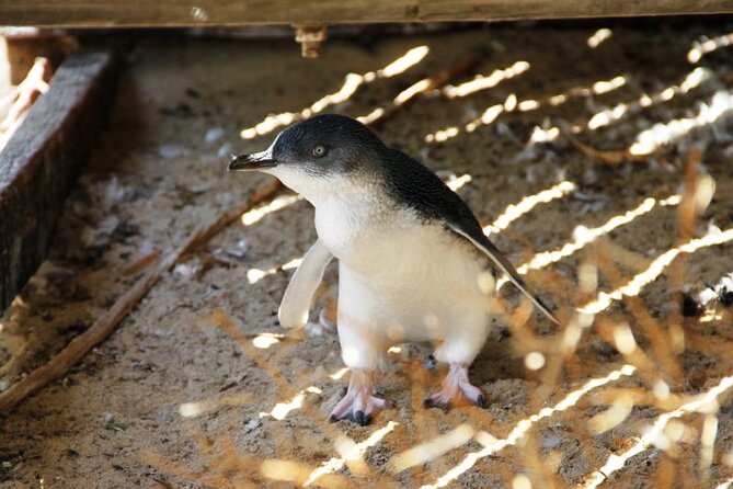 Penguin and Seal Islands Sea Kayaking Experience - The value of the $142.01 price