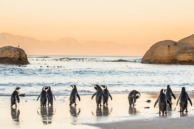 Penguin Encounter Boulders Beach Half Tour Day from Cape Town - What the transport and timing mean for you