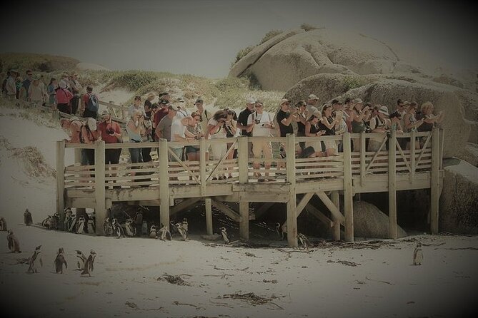 Penguin Encounter Boulders Beach Half Tour Day from Cape Town - The guides add more than a transfer