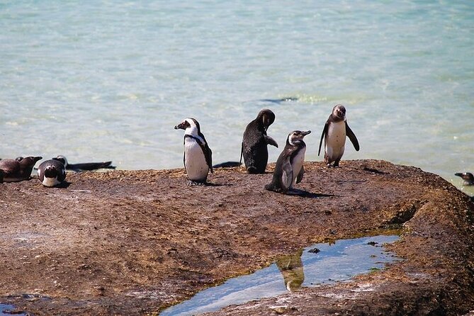 Penguin Encounter Boulders Beach Half Tour Day from Cape Town - Who should book this outing