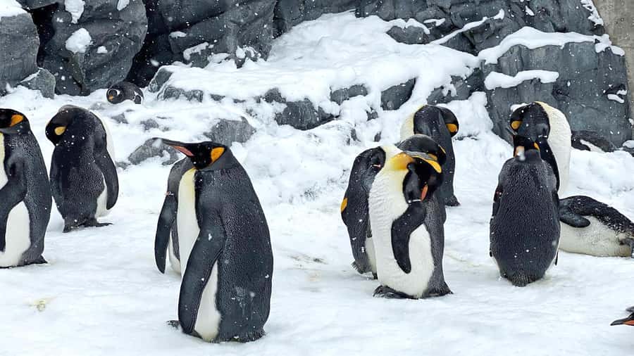 Penguin Fun & Snowmobile : Sapporo Winter (Asahiyama Zoo) - Why this winter day trip works