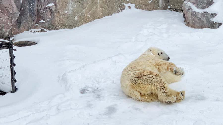 Penguin Fun & Snowmobile : Sapporo Winter (Asahiyama Zoo) - Ningle Terrace, a snowy craft village near Furano