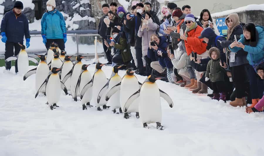 Penguin Fun & Snowmobile : Sapporo Winter (Asahiyama Zoo) - Shikisai-no-oka and the optional snowmobile ride