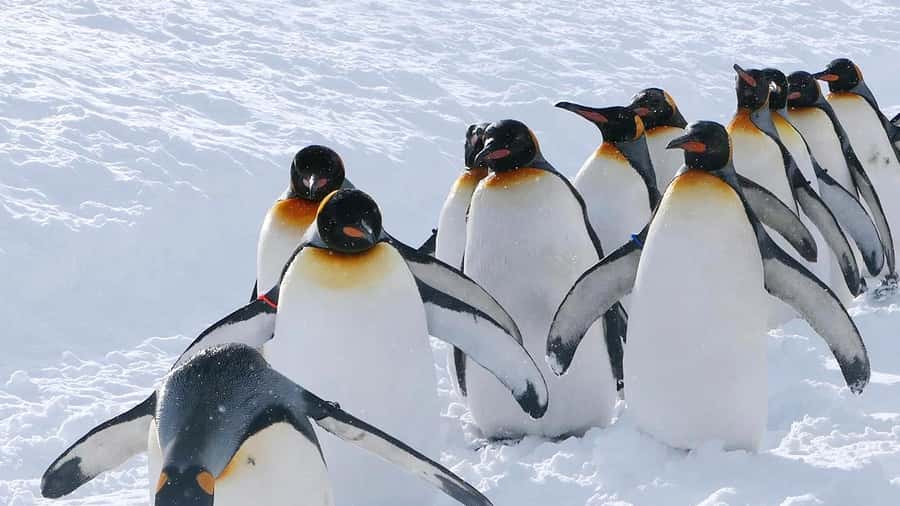 Penguin Fun & Snowmobile : Sapporo Winter (Asahiyama Zoo) - The long return through changing winter weather