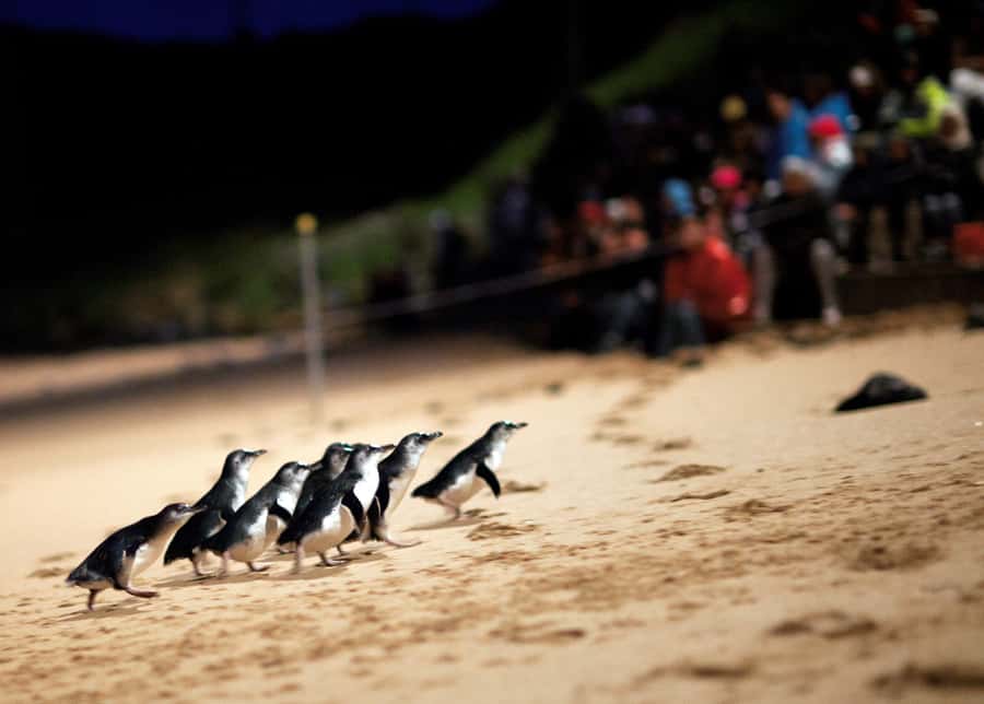 Penguin Parade: General Viewing Ticket - Watching from the general grandstands