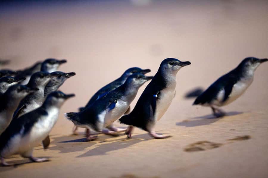 Penguin Parade: General Viewing Ticket - Why the no-camera rule matters