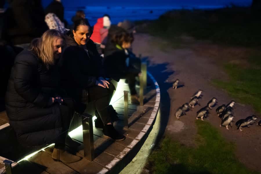 Penguin Parade: General Viewing Ticket - Arrive early at the visitor centre