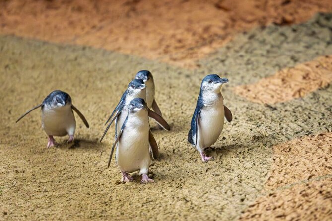 Penguin Parade, & Wildlife Encounters Eco Tour from Melbourne - Moonlit Sanctuary: the strongest daytime wildlife stop