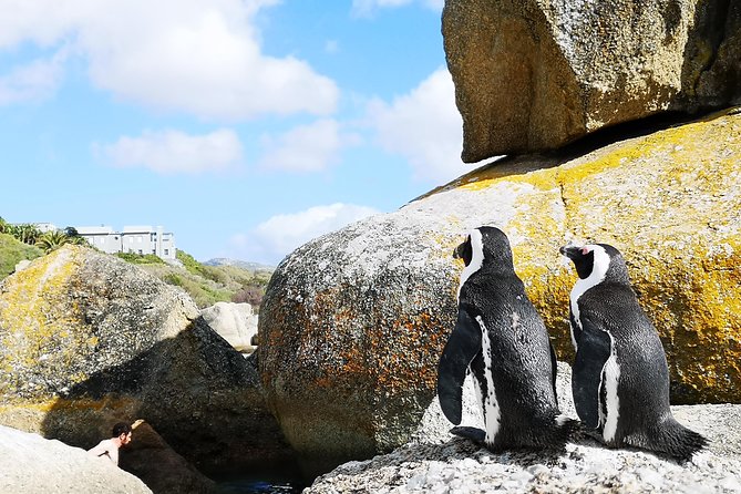 Penguin Time! Private Peninsula Experience. - Cape Point and the Cape of Good Hope