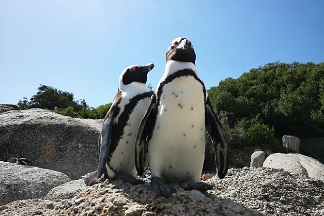 Penguin Time! Private Peninsula Experience. - Kirstenbosch as a flexible extra