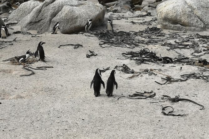 Penguin Time! Private Peninsula Experience. - Guide style and crowd timing