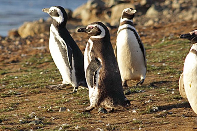 Penguin walk in Ushuaia + navigation option - Walking among penguins on Martillo Island