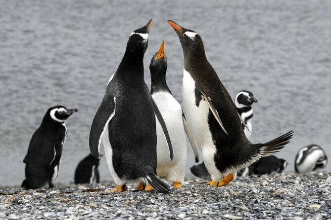 Penguin walk in Ushuaia + navigation option - What the penguin encounter is worth