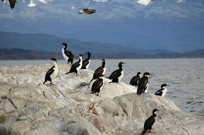 Penguin walk in Ushuaia + navigation option - Meeting details and timing problems