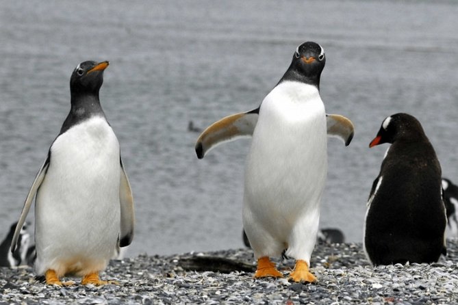 Penguin walk in Ushuaia + navigation option - The journey from Ushuaia to Harberton Ranch