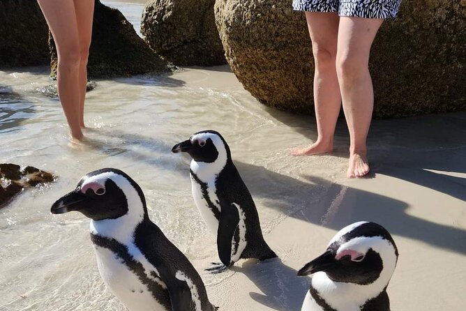 Penguin Watching & Beach Day at Boulder's Beach, Cape Town - The False Bay drive shows another side of the peninsula