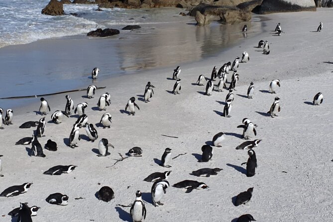 Penguin Watching & Beach Day at Boulder's Beach, Cape Town - What the $37.02 price really covers