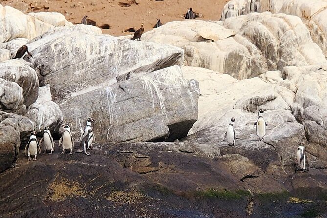 Penguin Watching Navigation Cachagua Lunch From STGO Private Tour - Why this day trip works from Santiago