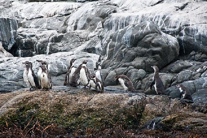 Penguin Watching Navigation Cachagua Lunch From STGO Private Tour - Cachagua Island by small motorboat