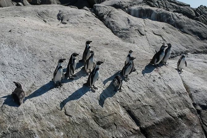 Penguin Watching Navigation Cachagua Lunch From STGO Private Tour - Who should book this experience?