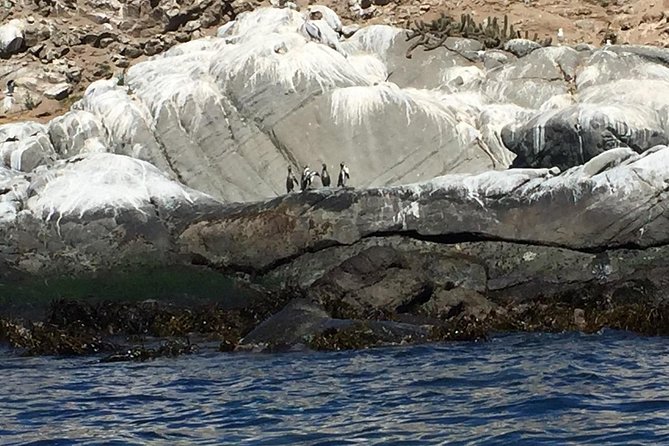 Penguin Watching Navigation Cachagua Lunch From STGO Private Tour - Reñaca and the central coast