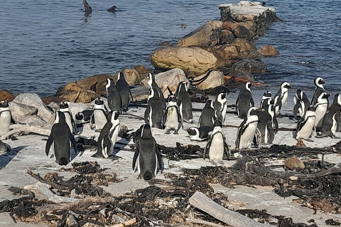 Penguins Boulders Beach and Cape Point Small Group Day Tour - Cape Point and the southern tip