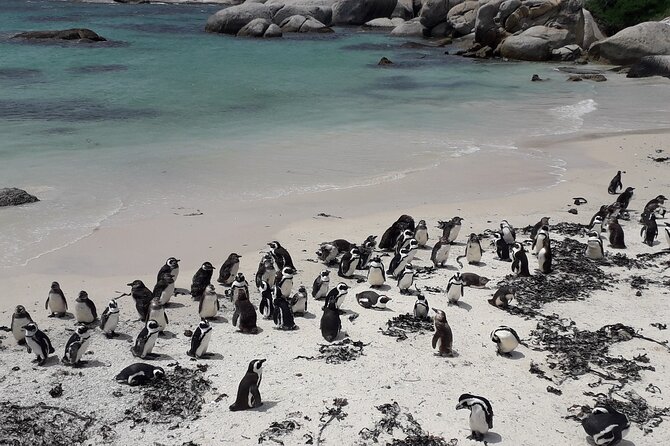Penguins Cape of Good Hope, Cape Point Private Tour - Boulders Beach and the African penguin colony