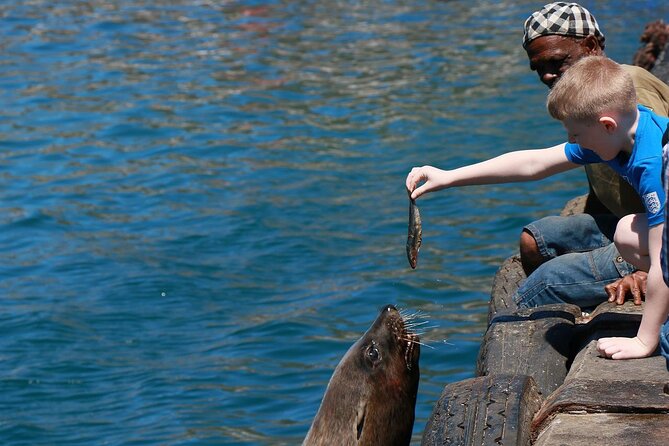 Penguins, Cape Point & Table Mountain. - A full day built around Cape Town’s big views