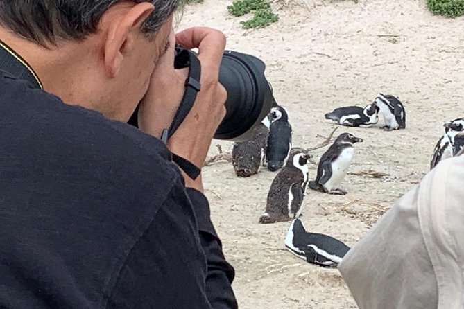 Penguins, Cape Point & Table Mountain. - Hout Bay, seals, and time to browse