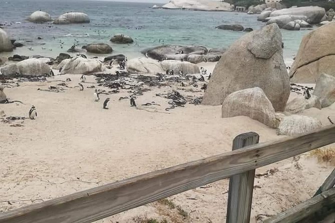 Penguins Viewing, Cape of Goodhope and Winelands Region - Cape Point lighthouse and False Bay views