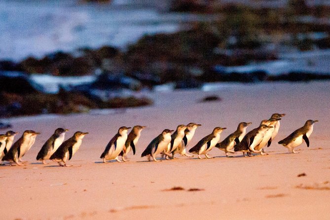 Phillip Island Day Trip from Melbourne with Penguin Plus Viewing Platform - The best parts of this Phillip Island day trip
