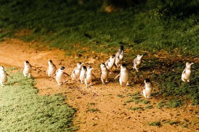 Phillip Island Day Trip from Melbourne with Penguin Plus Viewing Platform - Who will enjoy this outing most?