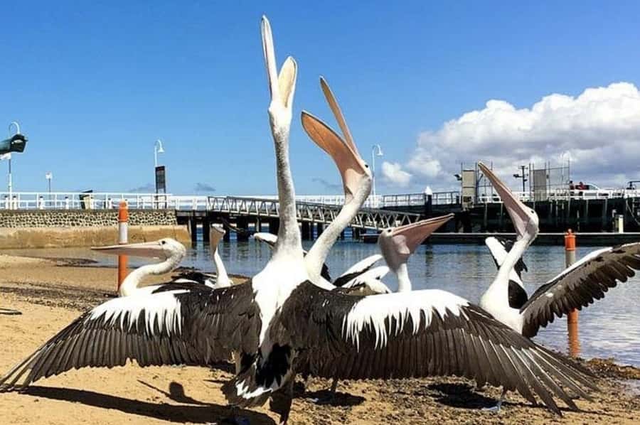 Phillip Island: Golden Hour Penguin Express Tour - A comfortable ride for a small group
