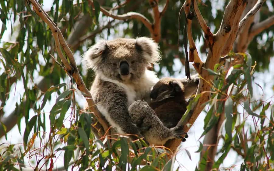 Phillip Island: Golden Hour Penguin Express Tour - What the $92 price really covers